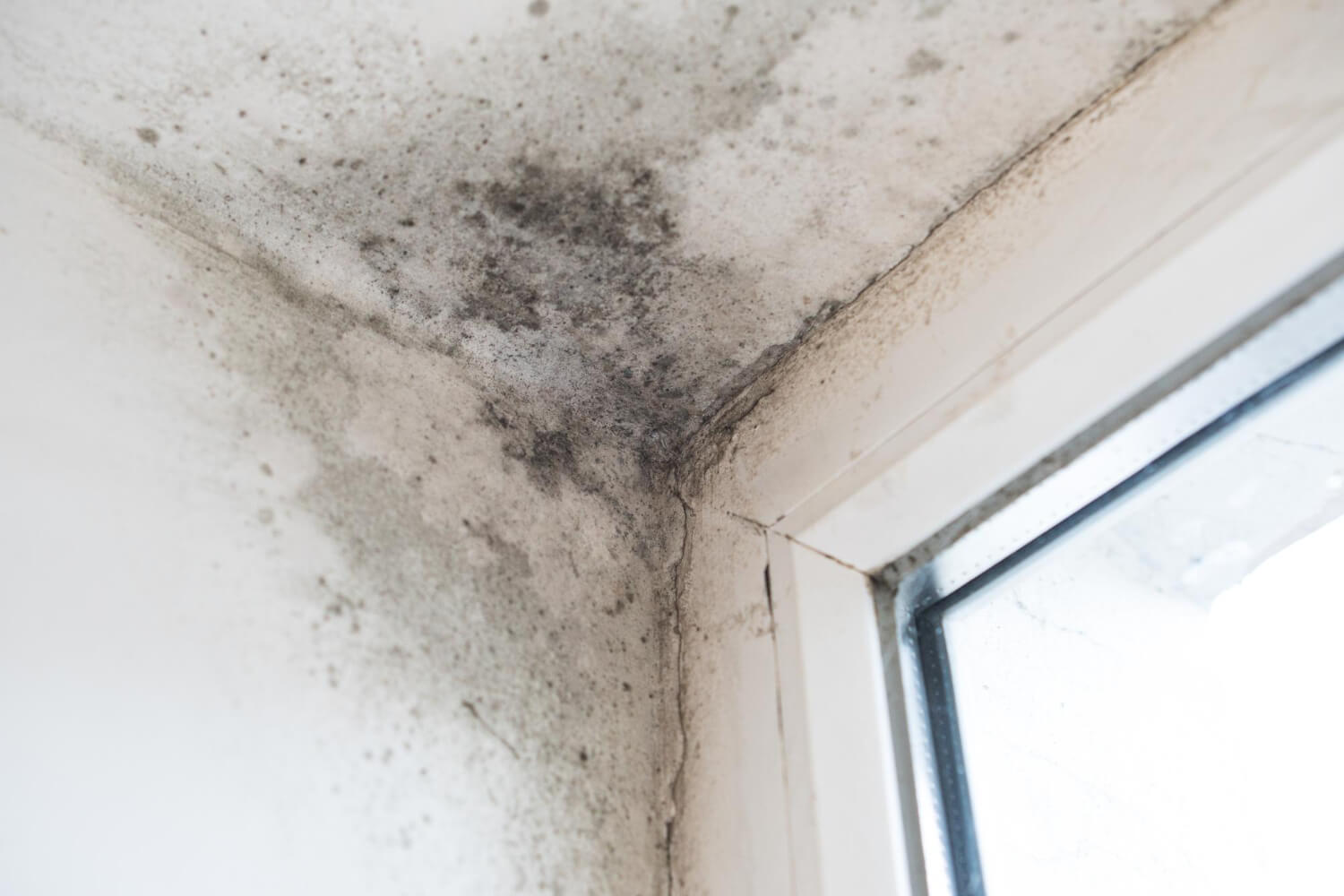 Mould removal leeds